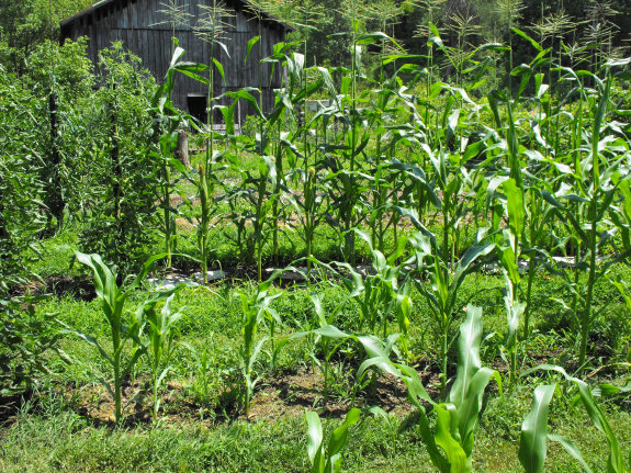 Succession planting corn