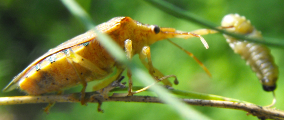 Predatory stink bug