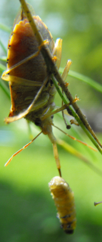 Stink bug spearing an asparagus beetle larva