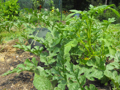 Watermelon and potato polyculture