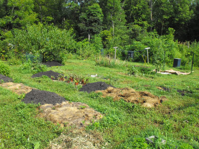 Permanent beds in the back garden