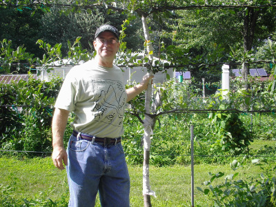 Espaliered fruit trees