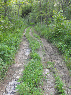 Driveway through the woods