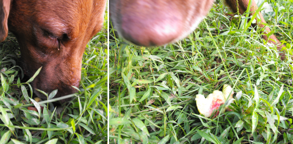 Lucy eating a peach