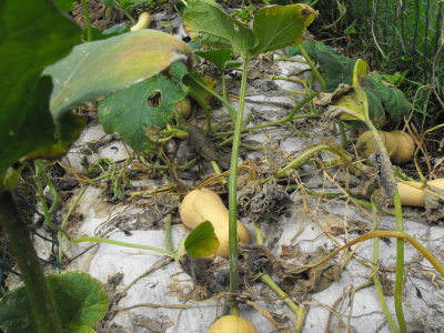 Bed of butternut, ready to be harvested