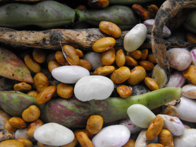 Shelling dried beans