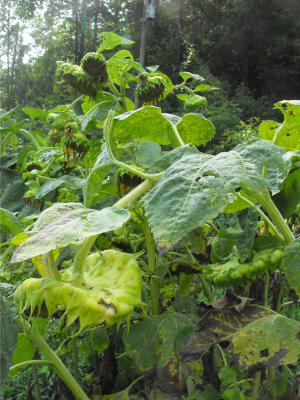 Drooping sunflower heads are ready to harvest