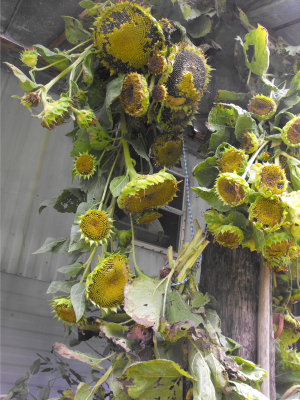 Hang sunflower heads to dry