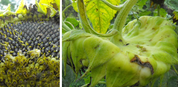 Harvest sunflowers when the backs turn yellow and the disc flowers rub off easily