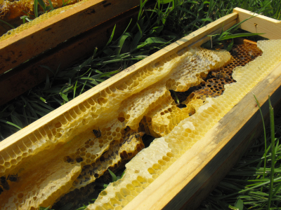 Collapsed comb