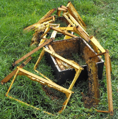 Feeding the bees honey from collapsed combs