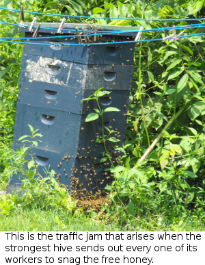 This is the traffic jam that arises when the strongest hive sends out every one of its workers to snag the free honey.