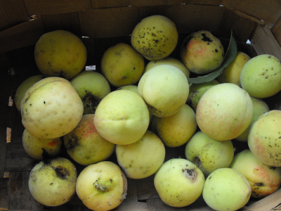 Basket of peaches