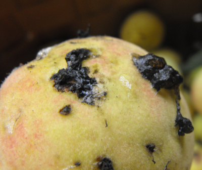 Gum on the outside of a peach