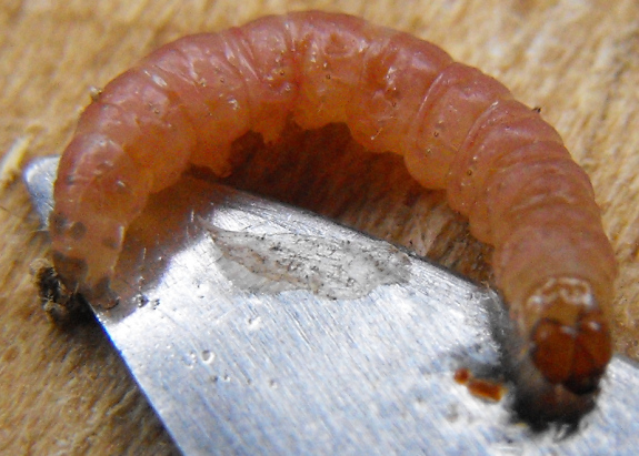 Oriental fruit moth larva