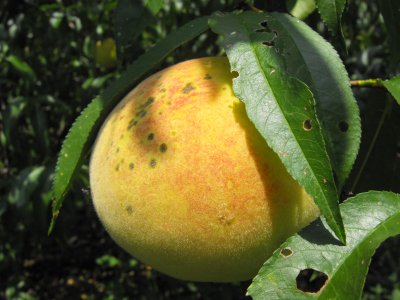 Ripe peach