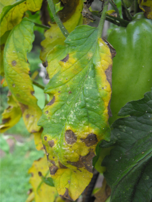 Early blight on a tomato leaf