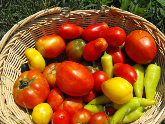 Basket of tomatoes