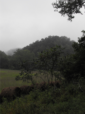 Hill through the fog