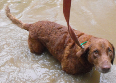 Lucy in a muddy creek