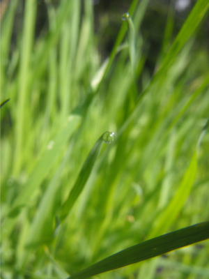 Young oat plants