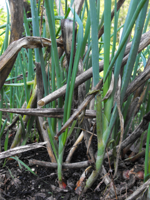 Egyptian onions sprouting from dormant bottom bulbs