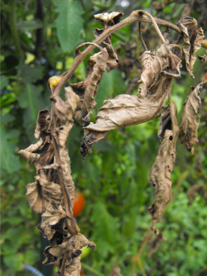 Late blight on tomato leaves