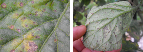 Septoria leaf spot on tomato leaves