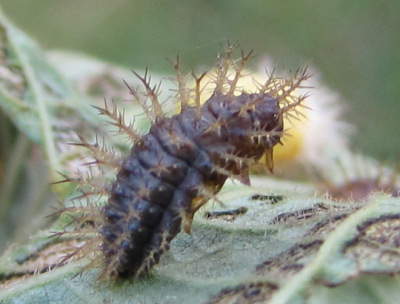 Mexican bean beetle larva parasitized by a Pediobius wasp