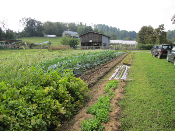 View of one field at Abingdon Organics