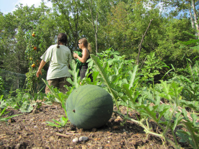 Nellie and I ponder tomatoes