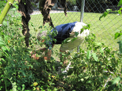 An urban vegetable garden