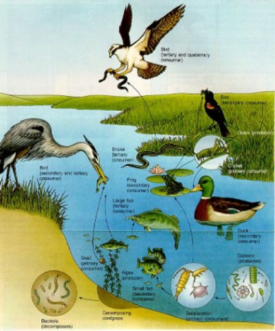 food chain ecosystem of pond