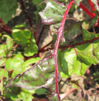 Swiss chard leaves eaten by an insect