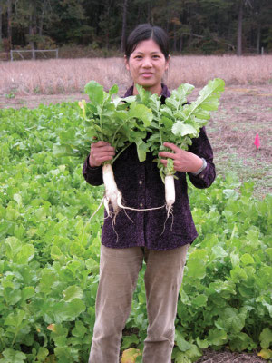 Forage radish roots