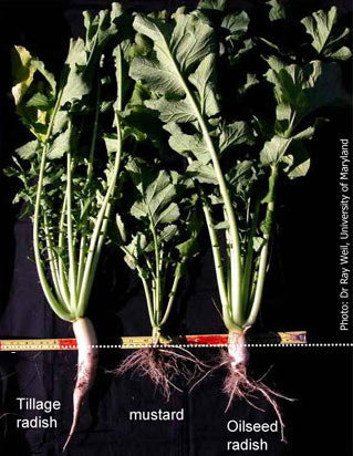 Oilseed and tillage radish roots