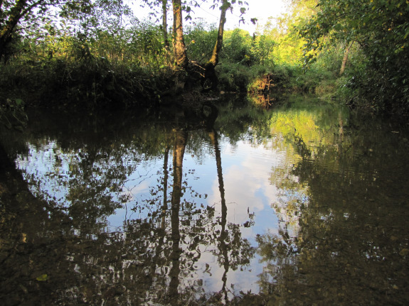 Reflections in the creek