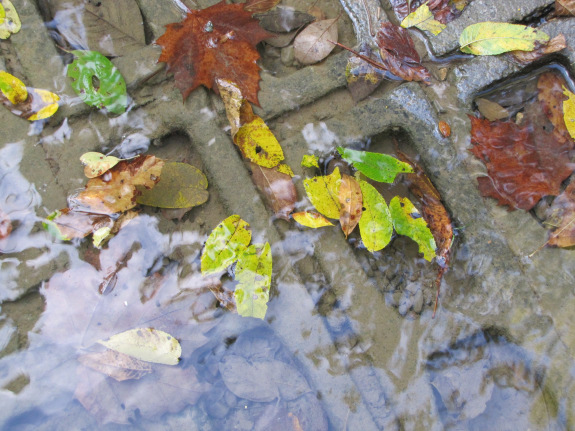 Leaves in the water