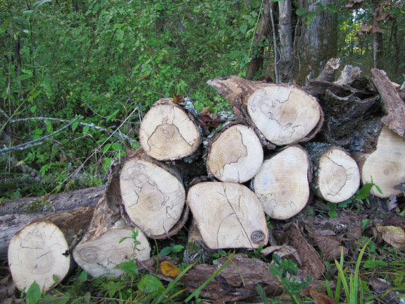 Cut logs stacked in the woods