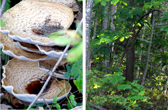 Mushrooms and the light through the trees