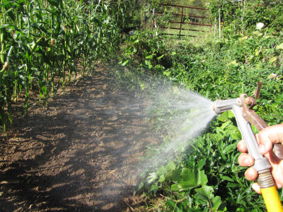 Watering the garden