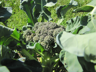 Broccoli starting to head up