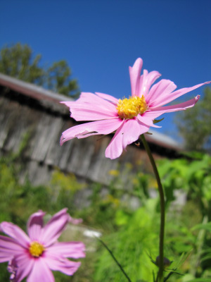 Pink cosmos flower