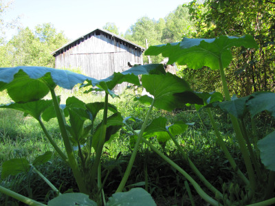 Summer squash plants