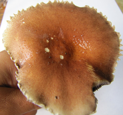 Cap of a Stropharia rugosoannulata