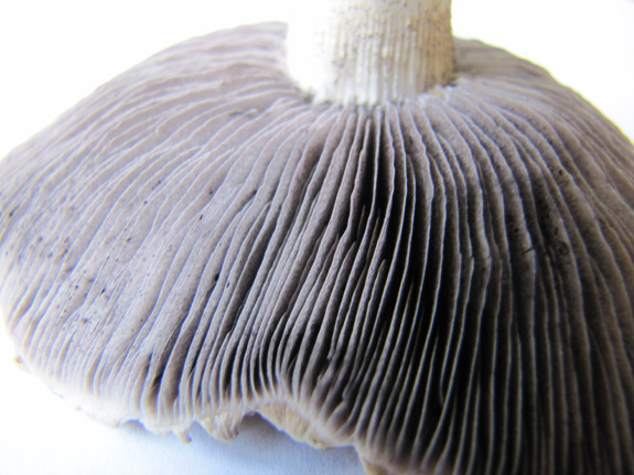 Stropharia rugosoannulata gills