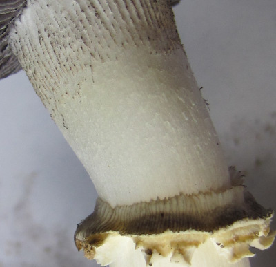Closeup of a Stropharia rubosoannulata ring