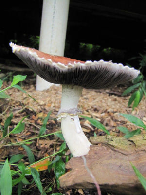 King Stropharia mushroom in a graywater bed