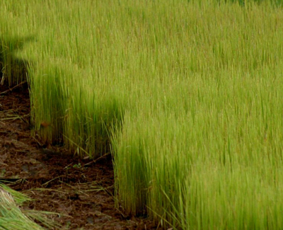 Young wheat plants