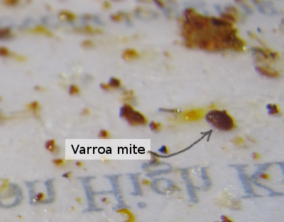 Varroa mite on a sticky board